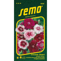 Dianthus chinensis / Hvozdík čínský ´SMĚS BAREV´, bal. 0,5 g