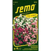 Gomphrena globosa / Pestrovka ´SMĚS´, bal. 0,5 g