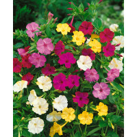 Mirabilis Jalapa mixed colours / Nocenka jalapenská, bal. 5 ks, II.