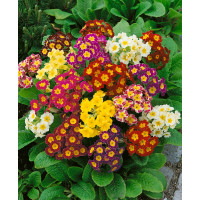 Primula veris / Prvosenka jarní ´SMĚS´, bal. 0,2 g