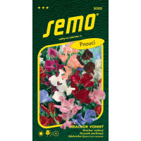 Lathyrus odoratus / Hrachor vonný ´SPENCER´, bal. 2 g