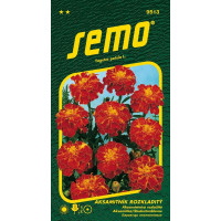 Tagetes patula / Aksamitník rozkladitý ´CARMEN´, bal. 1 g