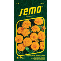 Tagetes patula / Aksamitník rozkladitý ´PETIT ORANŽOVÝ´, bal. 1 g