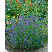 Lavandula angustifolia ´Munstead Strain´ / Levandule úzkolistá, K9