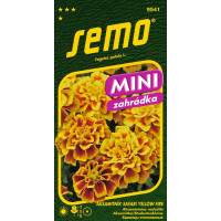 Tagetes patula L. / Aksamitník rozkladitý SAFARI YELLOW FIRE, 30 s.