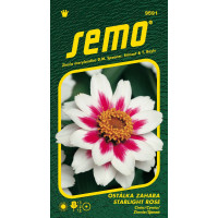 Zinnia elegans / Ostálka ZAHARA STARLIGHT ROSE, bal. 15 s.
