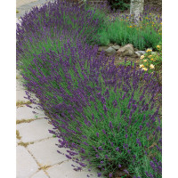 Lavandula angustifolia ´Hidcote Blue´ / Levandule úzkolistá, pack 10 ks