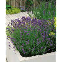 Lavandula angustifolia ´Munstead´ / Levandule úzkolistá, K9
