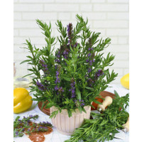 Hyssopus officinalis / Yzop lékařský, C1