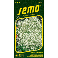 Gypsophila paniculata / Šater latnatý ´BÍLÝ´, bal. 0,8 g