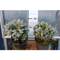 Abies koreana ´Bonanza´ / Jedle korejská, 20 cm, C2