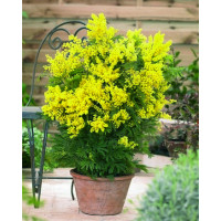 Acacia dealbata / Akácie mimóza, K9