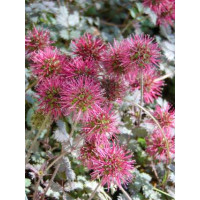 Acaena microphylla ´Kupferteppich´ / Acéna drobnolistá  / Plazilka, K9