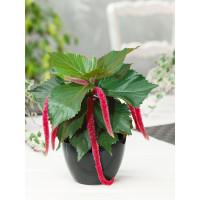 Acalypha hispaniolae 'Cat's Tails' / Kočičí ocásek, K7