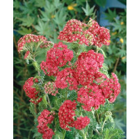 Achillea millefolium ´Cerise Queen´ / Řebříček obecný červený, K9
