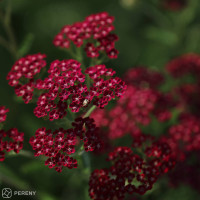 Achillea millefolium ´Cassis´ / Řebříček obecný červený, K9