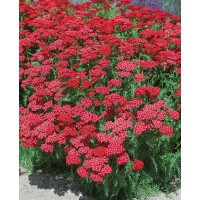Achillea millefolium ´Christel´ / Řebříček obecný růžový, K9