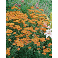 Achillea millefolium 'Feuerland' / Řebříček obecný , K9