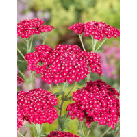 Achillea millefolium ´Saucy Seduction´ / Řebříček obecný růžový, K9
