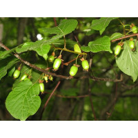 Actinidia kolomikta ´Dr. Szymanowski´ / Mini kiwi, samičí rostl. , 40/60 cm, K9