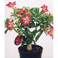 Adenium obesum / Pouštní růže / Adénium, 20-30 cm, K14