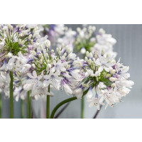 Agapanthus africanus ´Twister´ / Kalokvět africký, K9