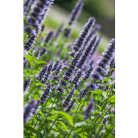 Agastache rugosa ´Black Adder´ / Agastache, K9