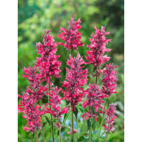 Agastache rugosa ´Red Fortune´ / Agastache, C1