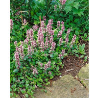 Ajuga reptans 'Rosea'/ Zběhovec plazivý, K9