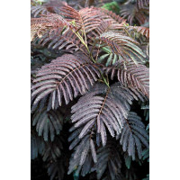 Albizia julibrissin ´Summer Chocolate´® / Albízie / Kapinice čokoládová, 30-40 cm, C3
