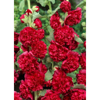 Alcea rosea pl. ´Charter´s Red´ / Topolovka červená plnokvětá, C1