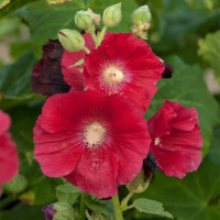 Alcea rosea Mars Magic / Proskurník červený, K9