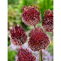 Allium ´Red Mohican´ / Okrasný česnek, bal. 2 ks, 10/+