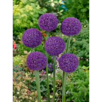 Allium ´Ambassador´ / Okrasný česnek, bal.1 ks, 18/20