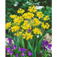 Allium Moly Luteum / Zlatý česnek, bal. 25 ks, 4/5