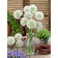 Allium ´Mount Everest´ / Okrasný česnek, bal.1 ks, 20/+
