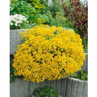 Alyssum saxatile ´Summit´/ Tařice skalní, K9