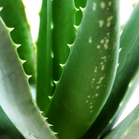 BIO Aloe vera ´Sweet´ / Aloa pravá, 10-20 cm, K12