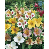 Alstroemeria ´Mixed´ / Peruánská lilie směs, bal. 3 ks, I.
