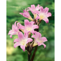 Amaryllis belladonna ´Pink´ / Amarylka růžová, 20/22