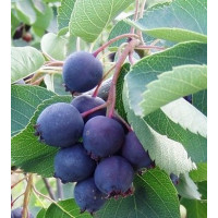 Amelanchier ´Alaska´ / Muchovník, 20-25 cm, K9 semenáč