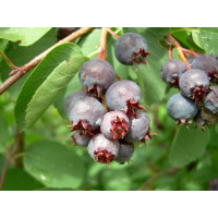 Amelanchier ´Smokey´ / Muchovník, roubovaná r., K9