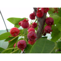 Amelanchier alnifolia ´Sleyt´ / Muchovník, K11, 80/100 cm