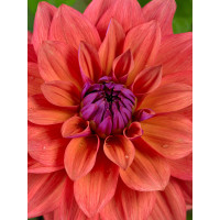 Dahlia ´American Dawn´ / Jiřina, I.