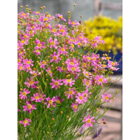 Coreopsis rosea ´American Dream´ / Krásnoočko, C1,5