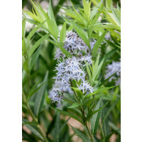 Amsonia tabernaemontana ´Blue Ice´ / Amzónia Tabernaemontanova, K9