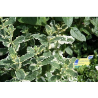 Mentha suaveolens Pineapple BIO / Ananásová máta, K12