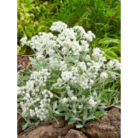Anaphalis triplinervis ´Sommerschnee´ / plesnivka , K9