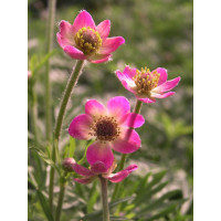 Anemone multifida Annabella Deep Rose / Veternica , K9