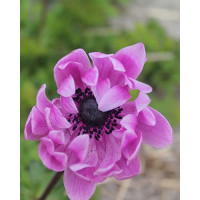 Anemone ´Sylphide ´ / Sasanka jednod. růžová, bal. 15 ks, 5/6